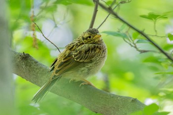 Meadow Bunting Miyagi Kenminnomori Wed, 5/31/2023