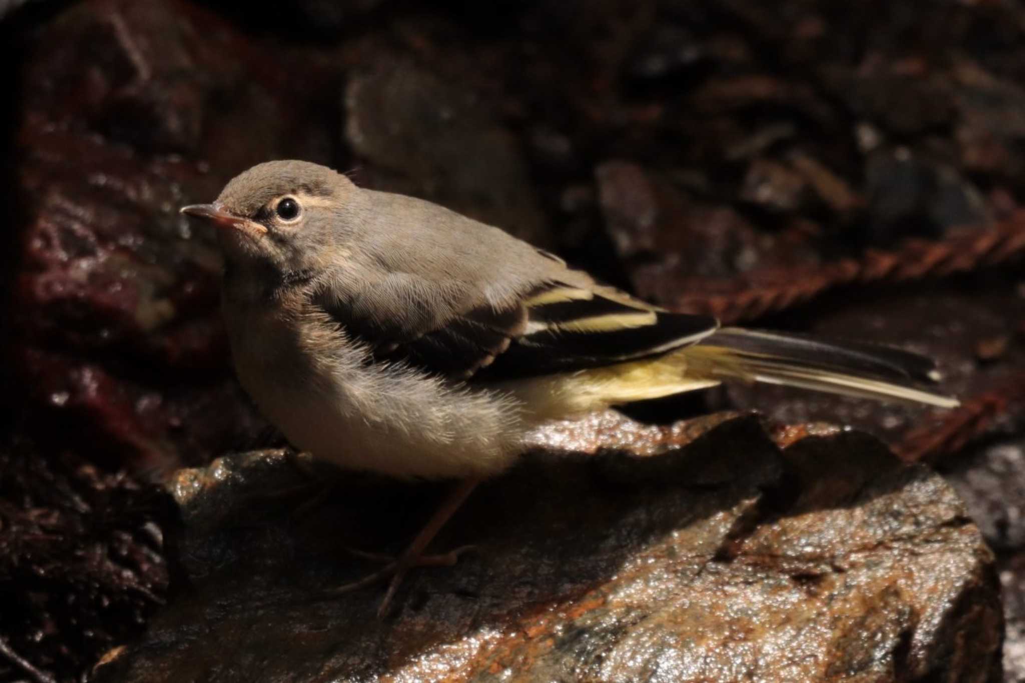 Photo of Grey Wagtail at 鎌北湖 by ひろ