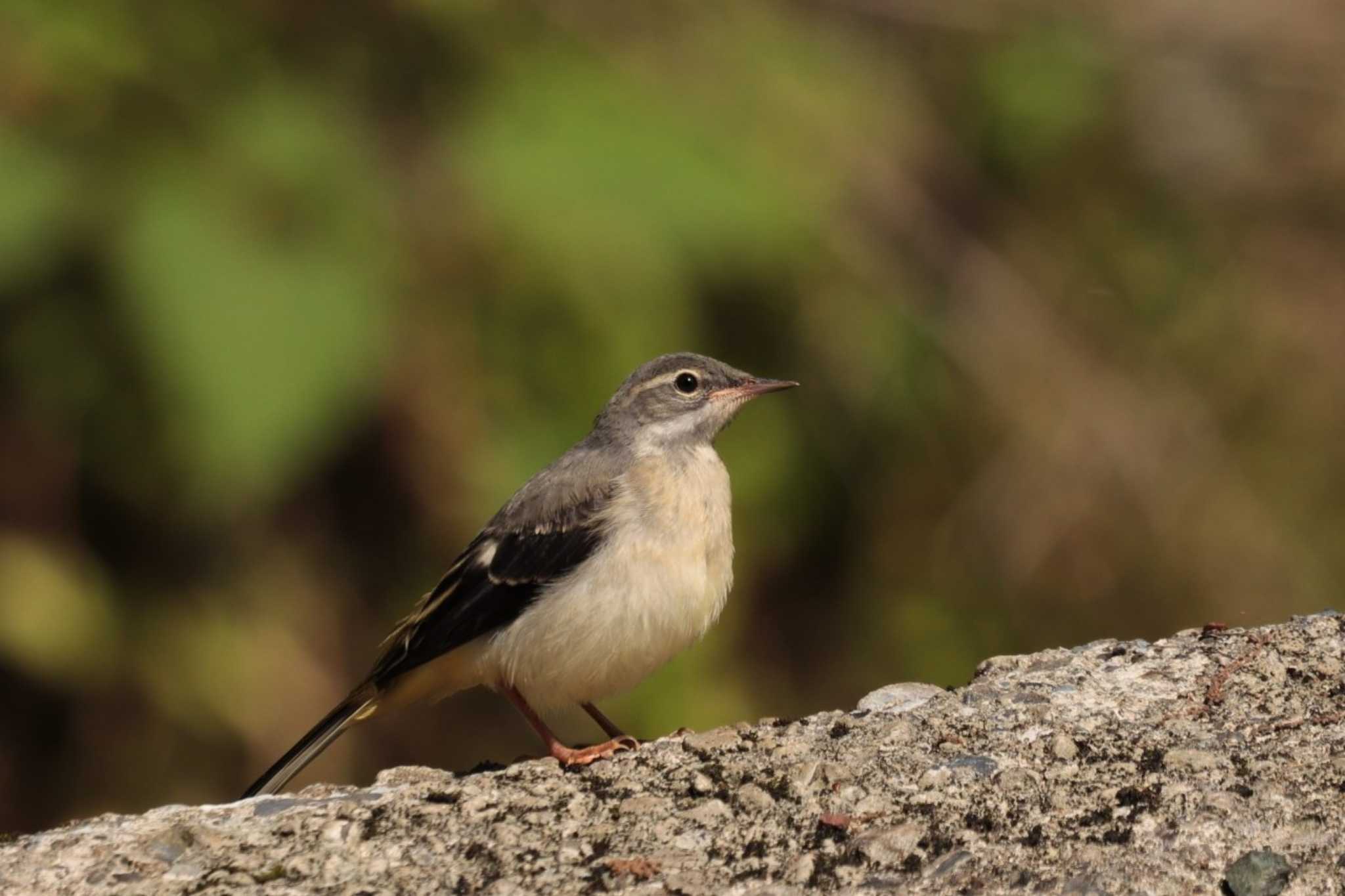 Grey Wagtail