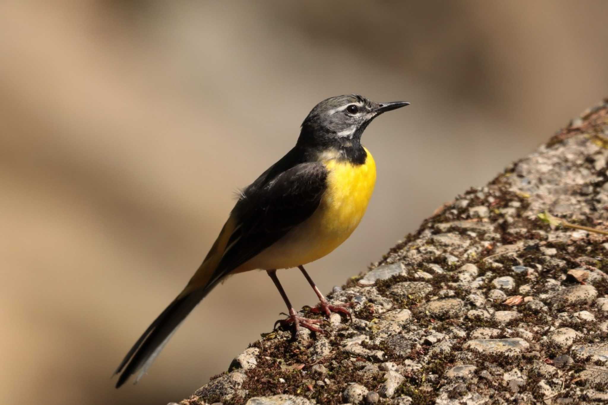 Photo of Grey Wagtail at 鎌北湖 by ひろ