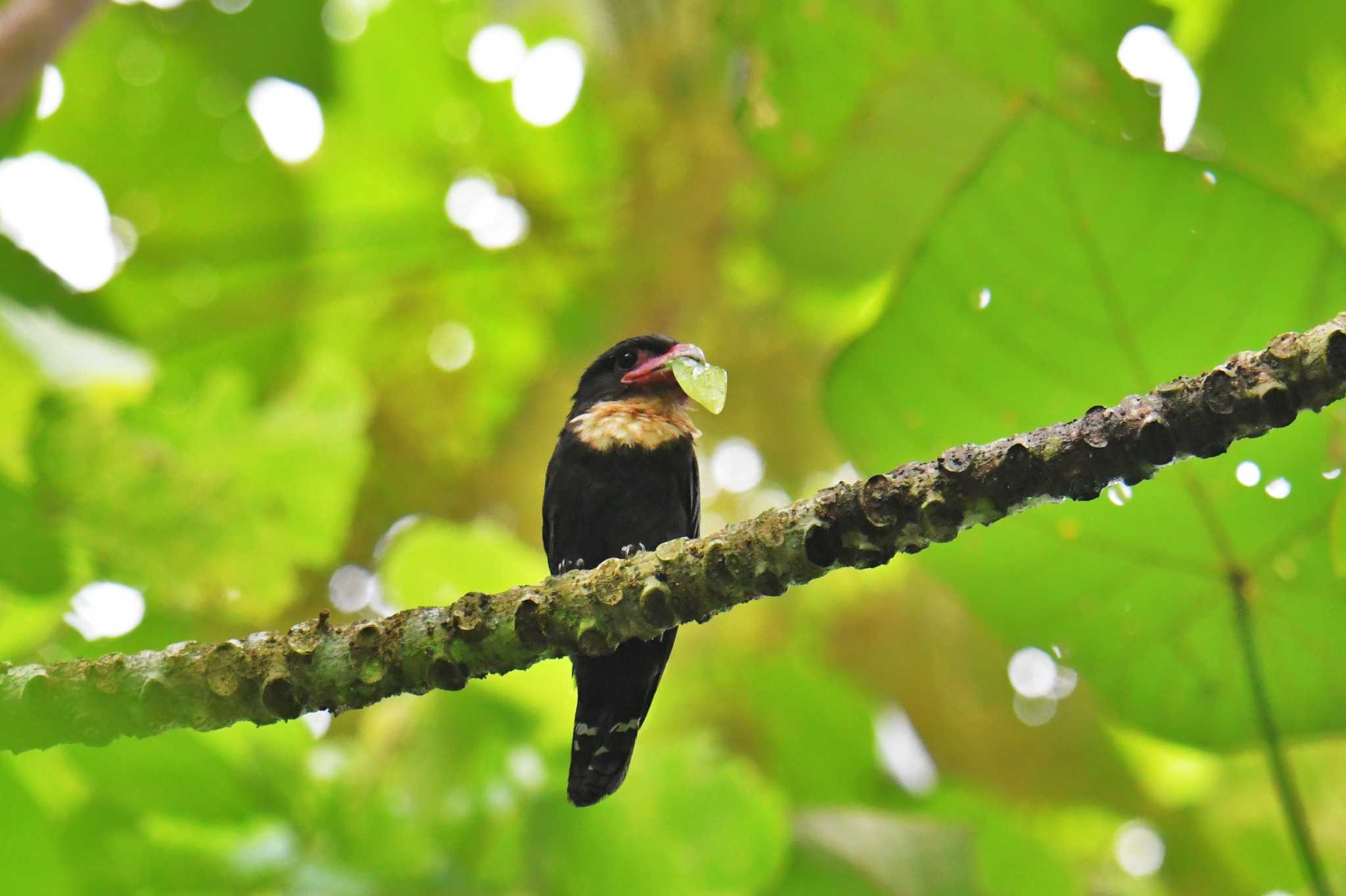 Photo of Dusky Broadbill at Kaeng Krachan National Park by あひる