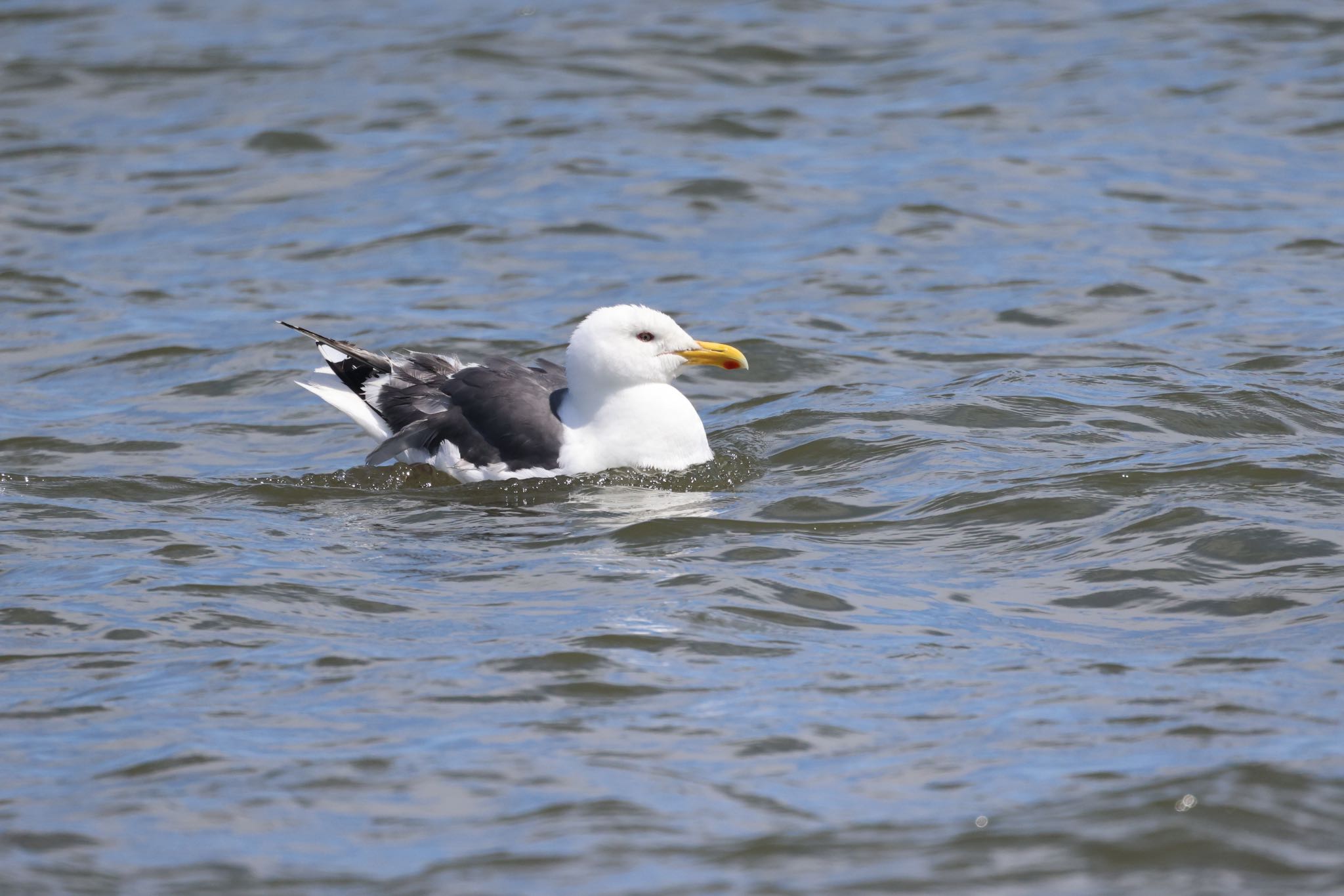 Photo of Slaty-backed Gull at 新川河口(札幌市) by will 73