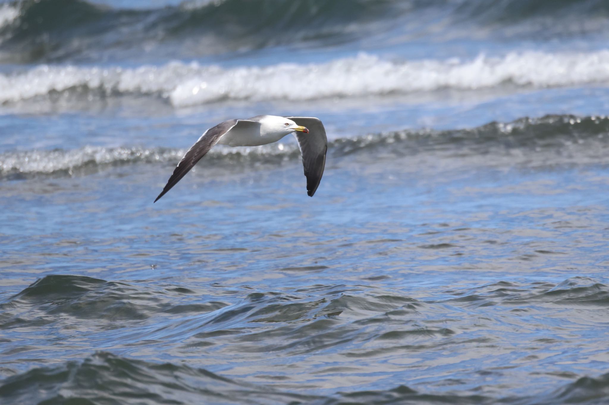 Black-tailed Gull