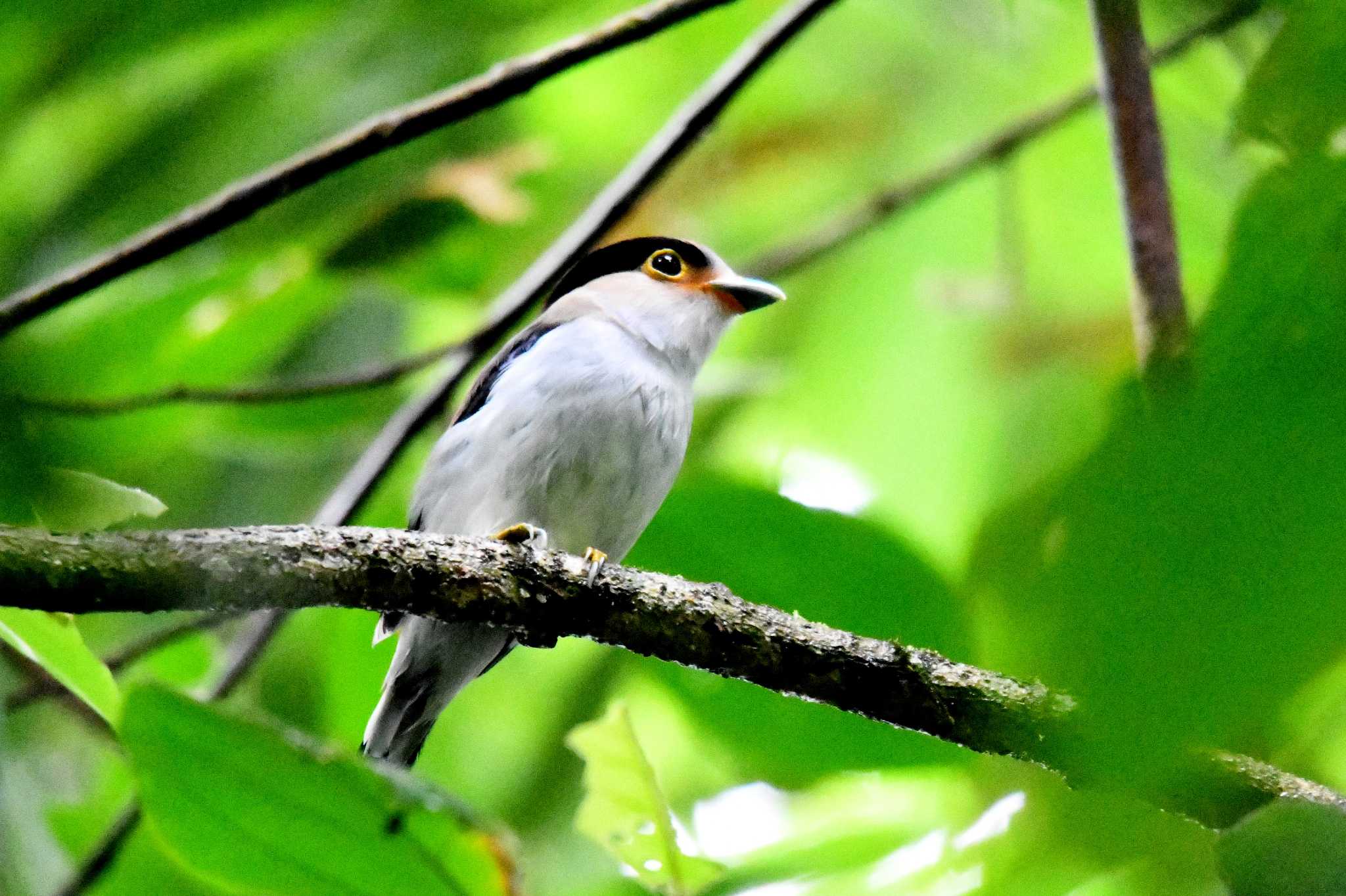 Silver-breasted Broadbill