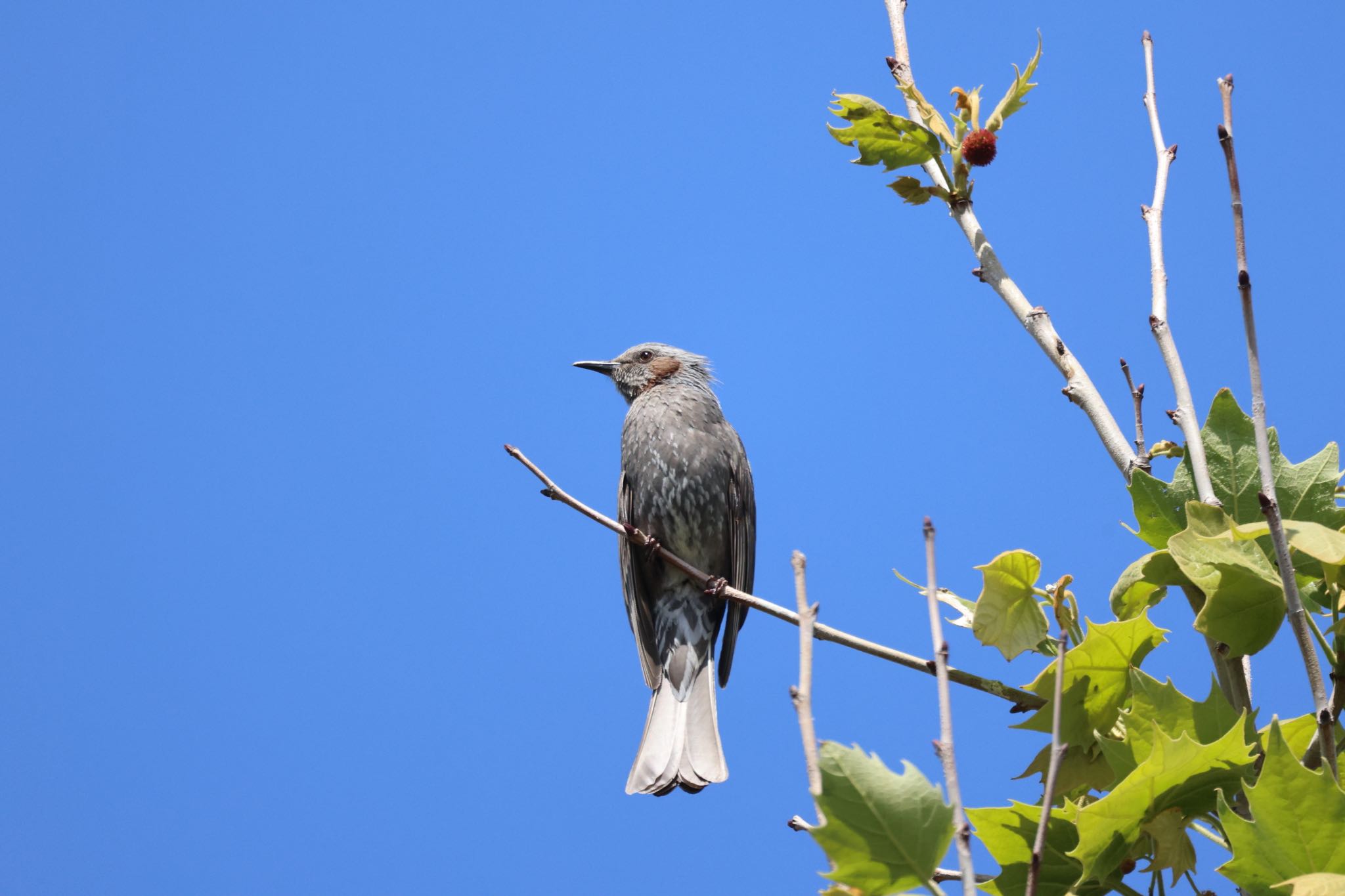 Photo of Brown-eared Bulbul at 新川河口(札幌市) by will 73