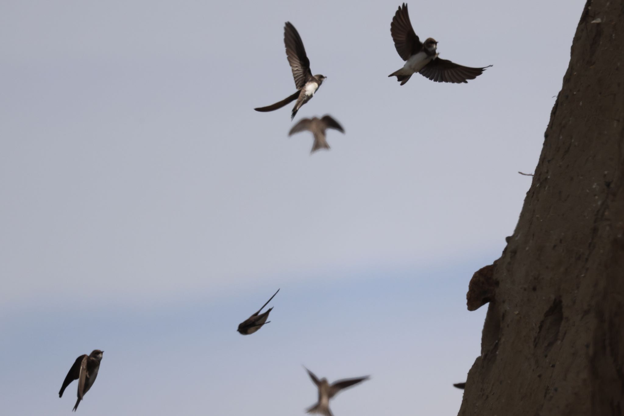 Photo of Sand Martin at 新川河口(札幌市) by will 73