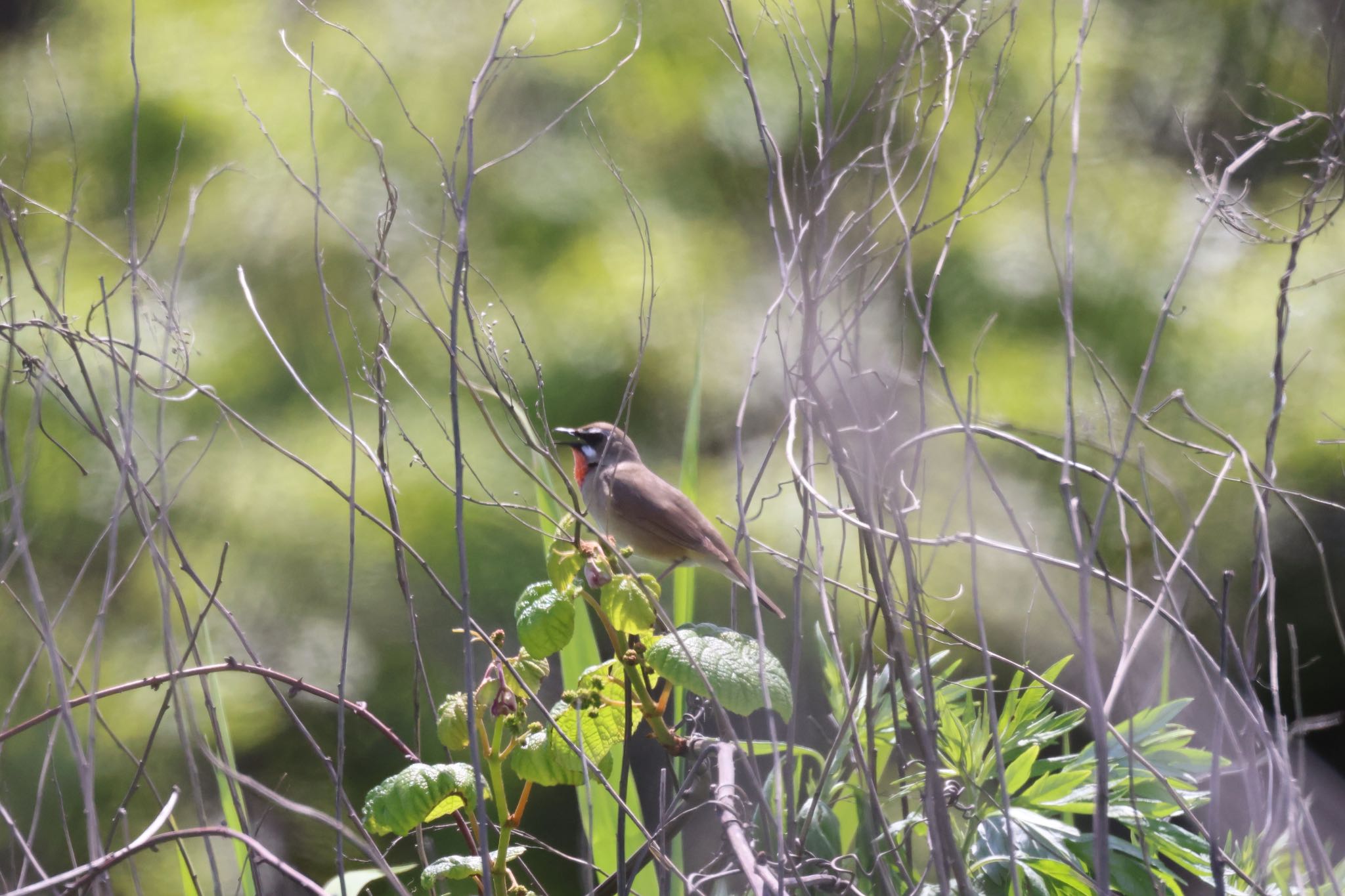 Photo of Siberian Rubythroat at 新川河口(札幌市) by will 73