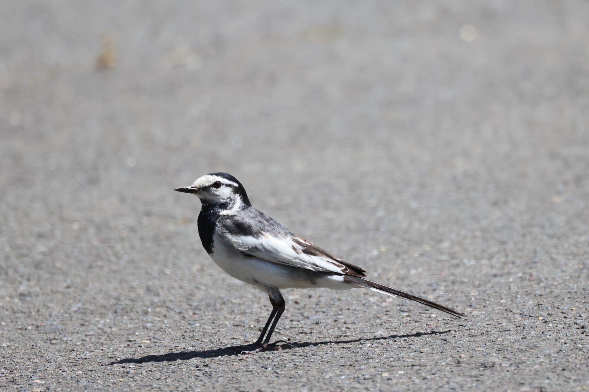 Photo of White Wagtail at 新川河口(札幌市) by will 73