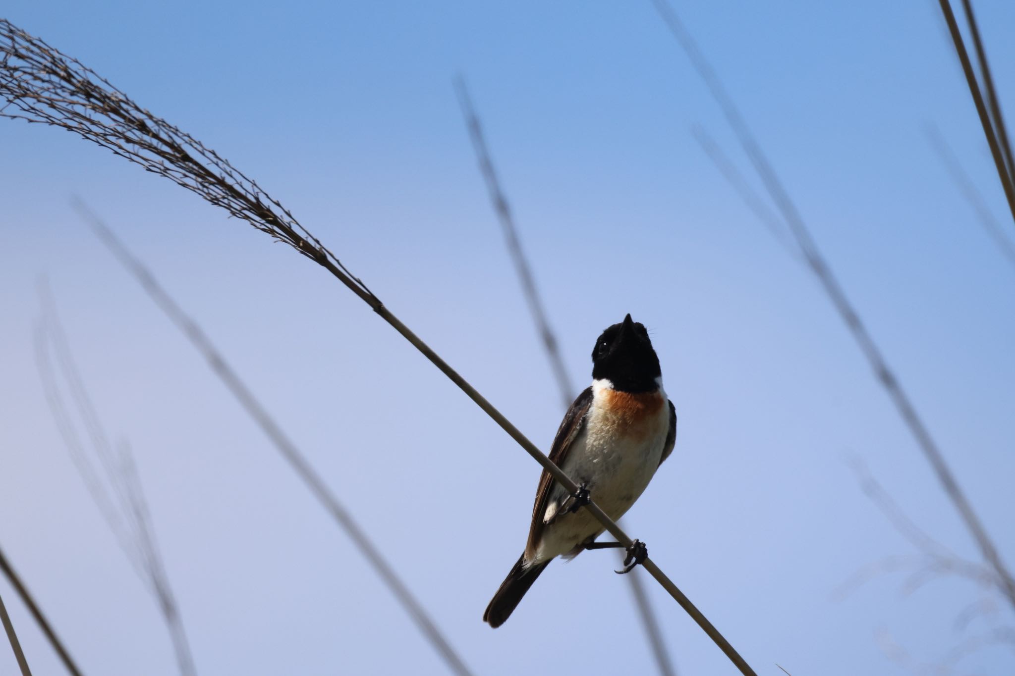 Photo of Amur Stonechat at 新川河口(札幌市) by will 73