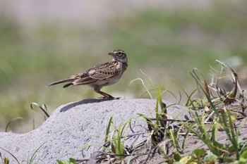 Thu, 6/1/2023 Birding report at 新川河口(札幌市)