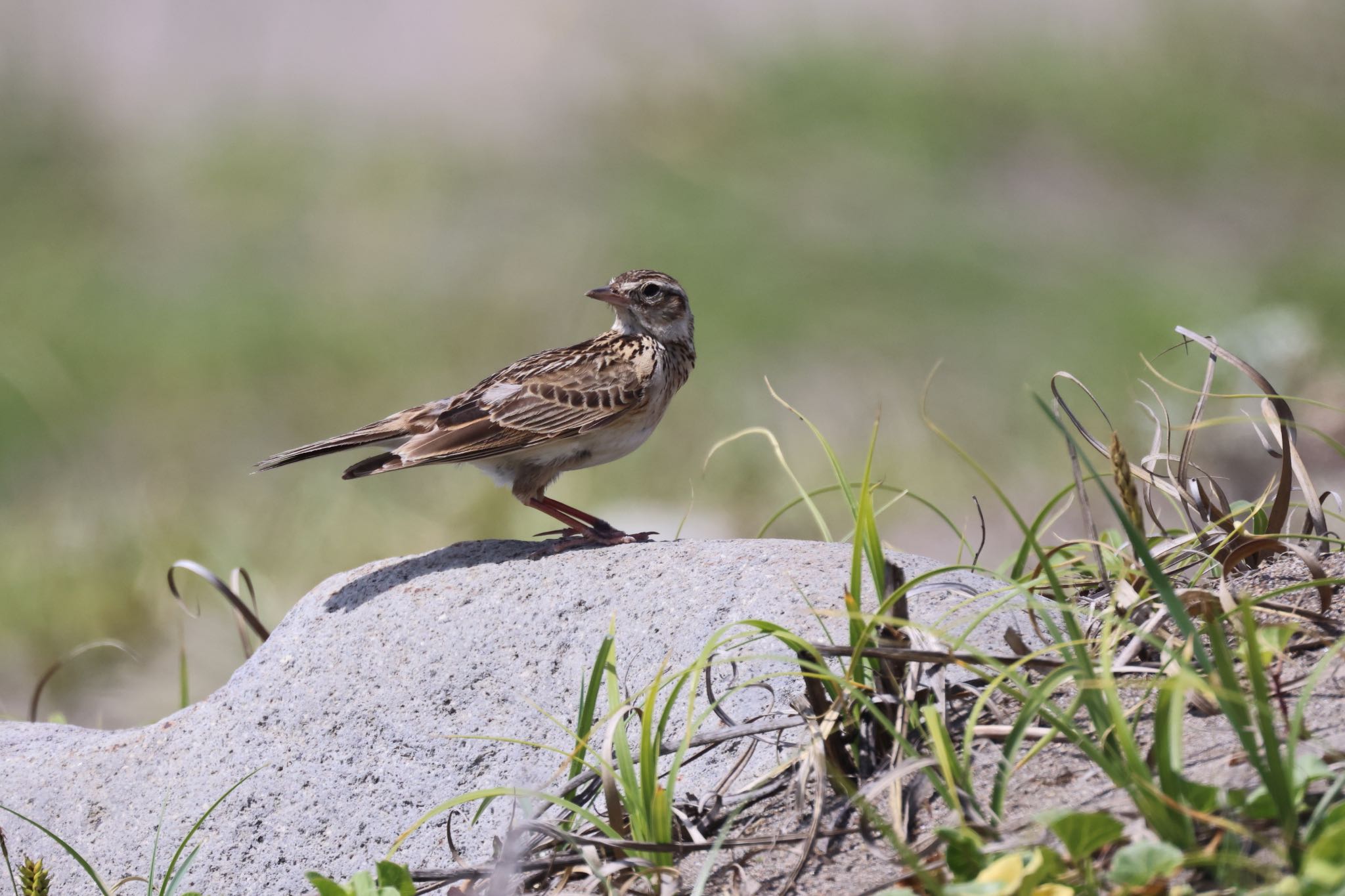 Photo of Eurasian Skylark at 新川河口(札幌市) by will 73