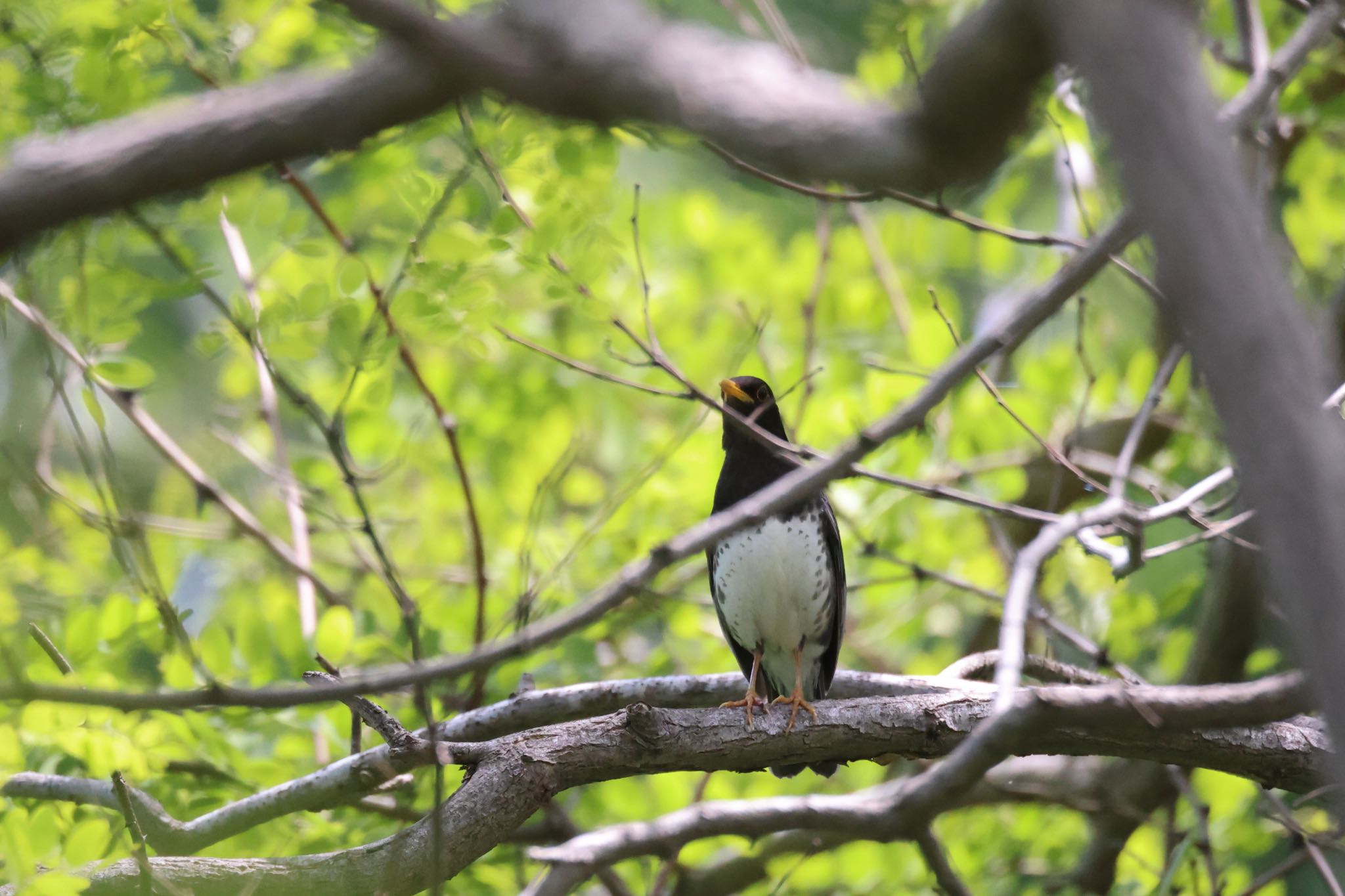 Photo of Japanese Thrush at 新川河口(札幌市) by will 73