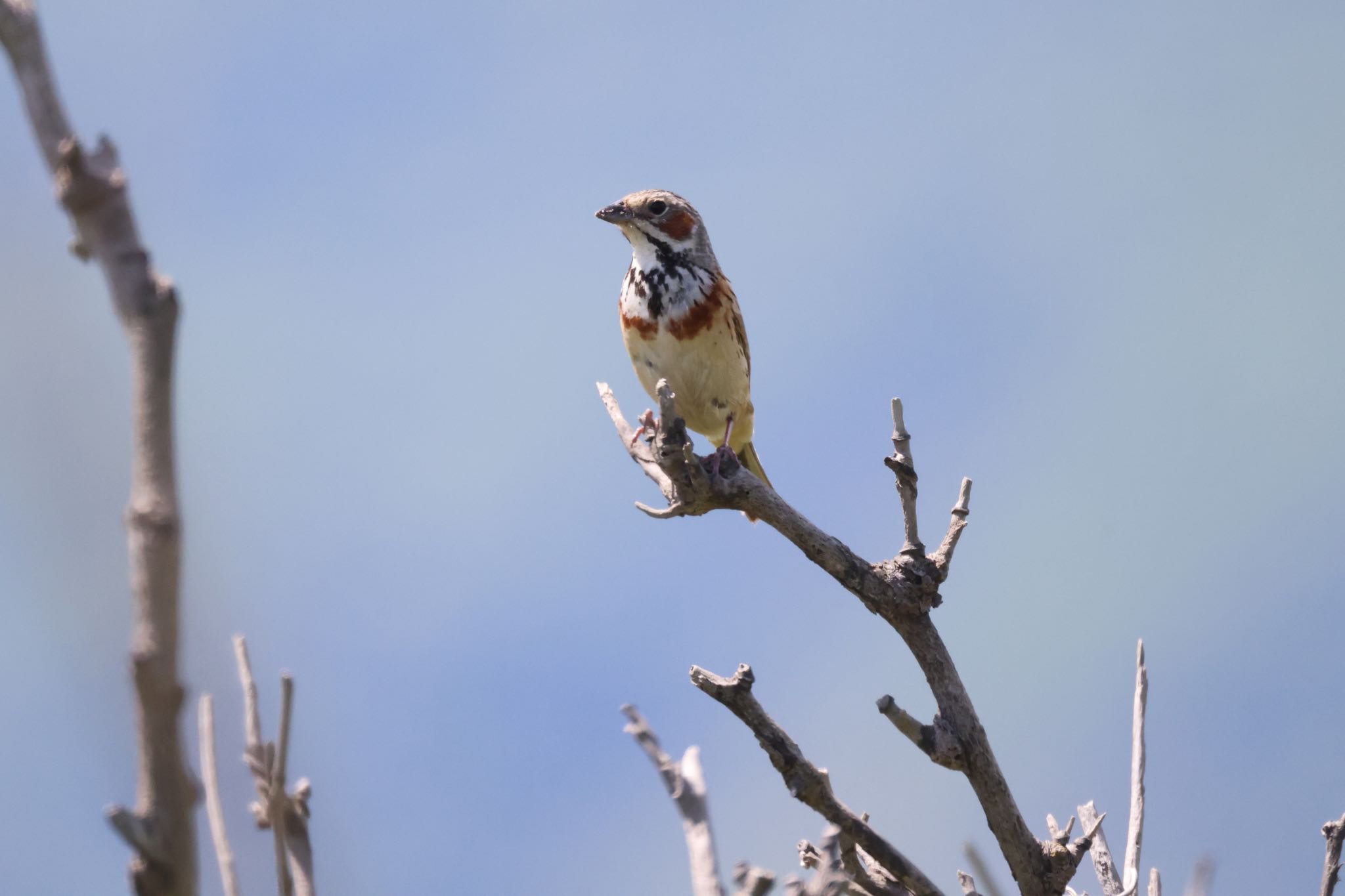 Chestnut-eared Bunting