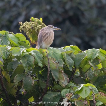 Javan Pond Heron Ishigaki Island Sat, 2/11/2023