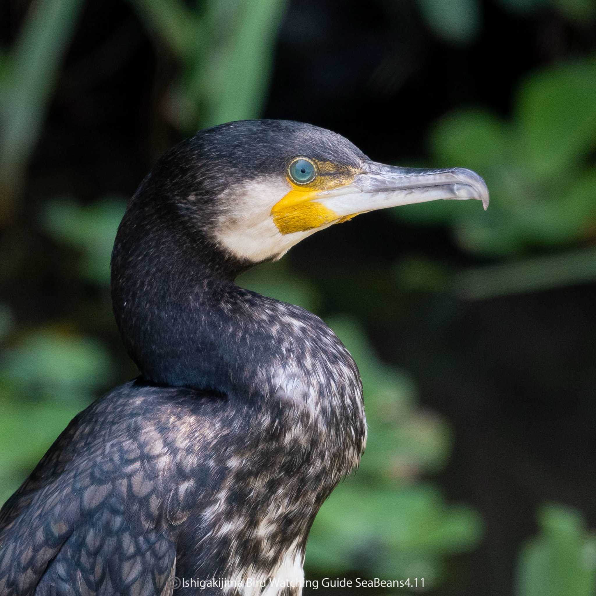 石垣島 カワウの写真 by 石垣島バードウオッチングガイドSeaBeans