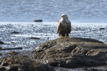 White-tailed Eagle 風連湖 Mon, 5/15/2023