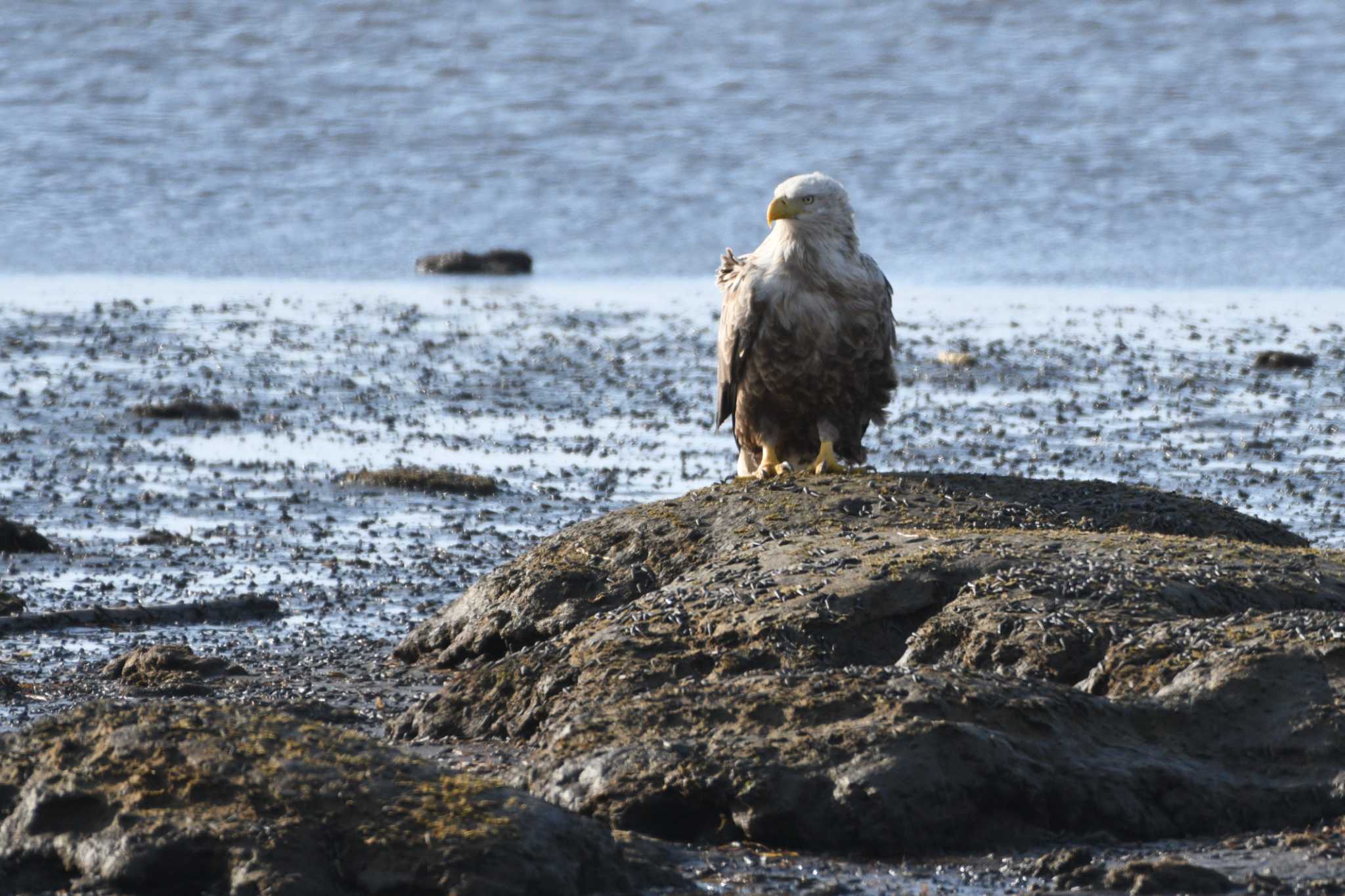 Photo of White-tailed Eagle at 風連湖 by geto