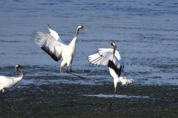 Red-crowned Crane 風連湖 Mon, 5/15/2023