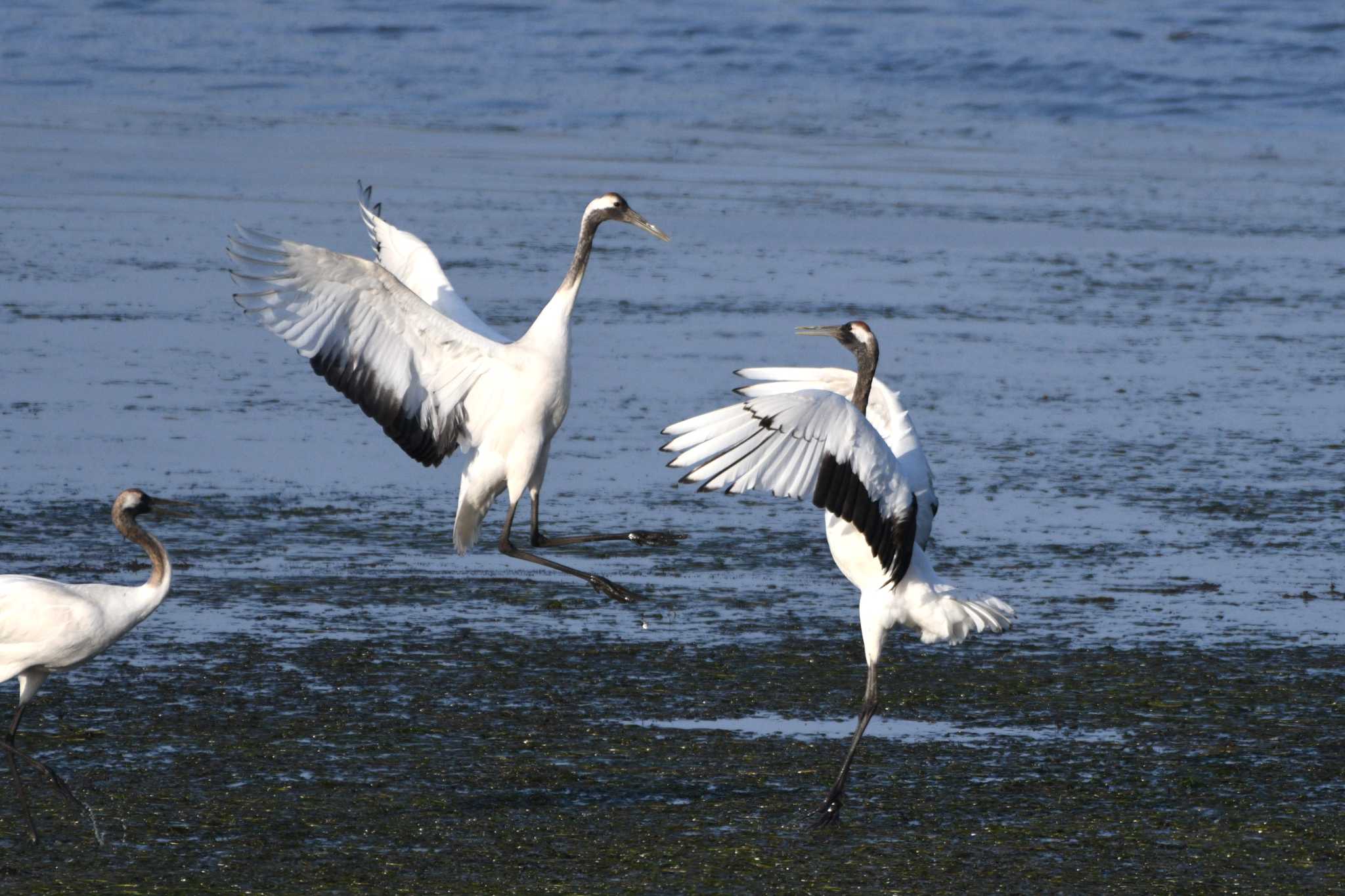 Red-crowned Crane