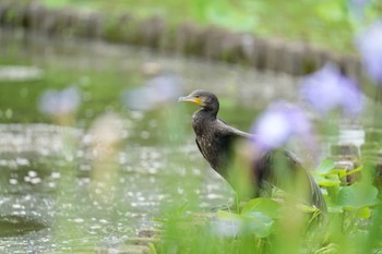 カワウ 名城公園 2023年6月1日(木)