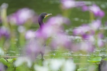 カワウ 名城公園 2023年6月1日(木)