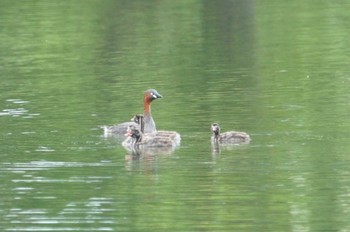 Little Grebe 黒池 Thu, 6/1/2023