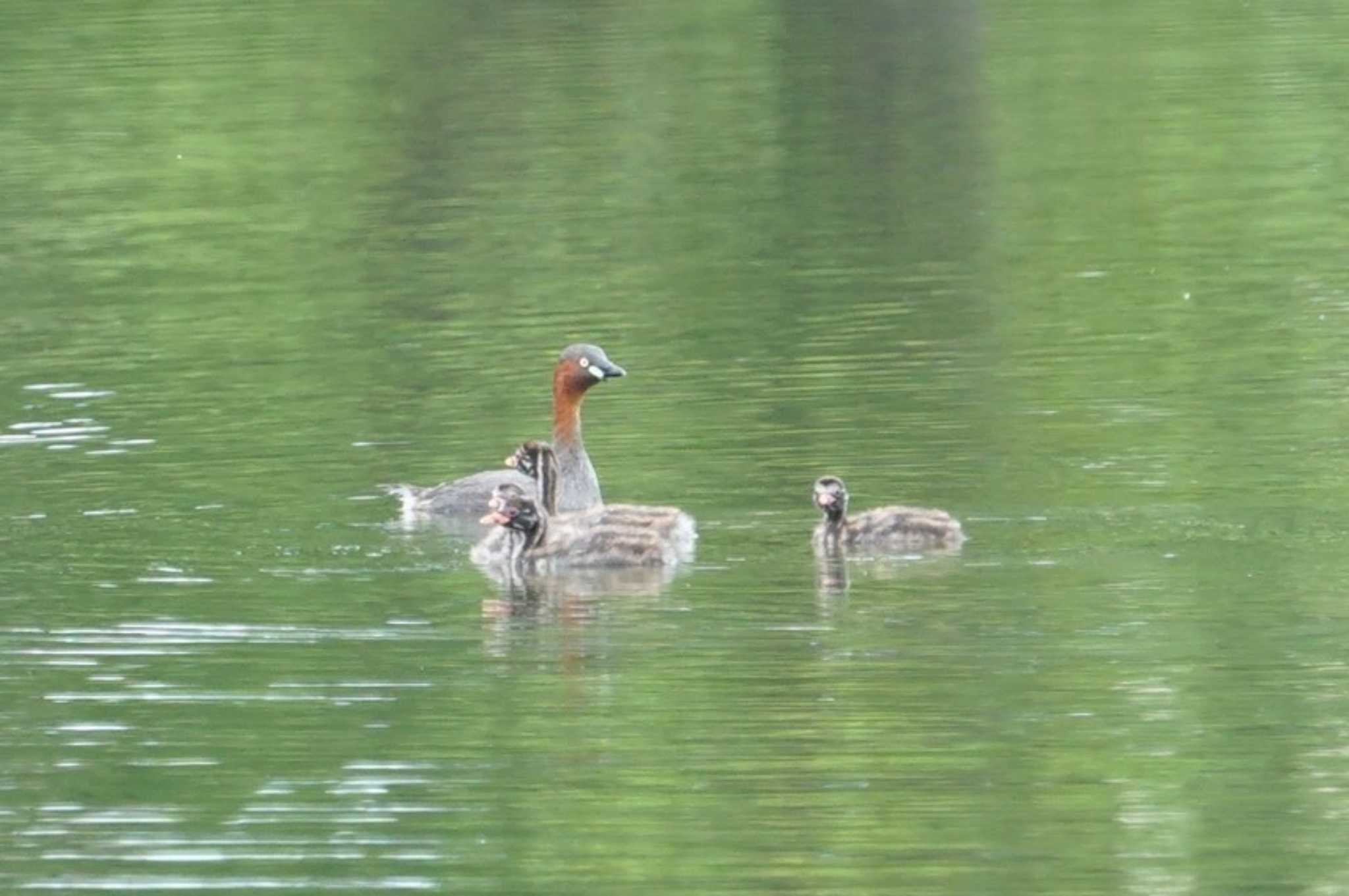 Photo of Little Grebe at 黒池 by マル