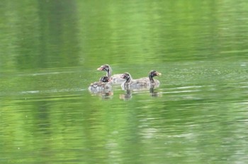 Little Grebe 黒池 Thu, 6/1/2023