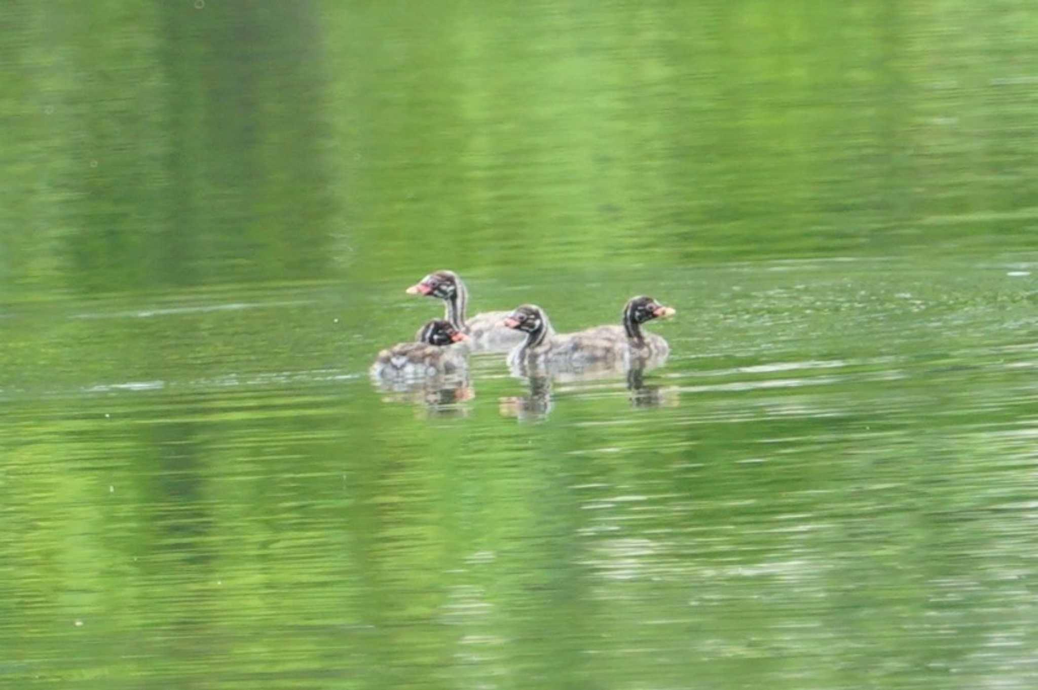 Photo of Little Grebe at 黒池 by マル