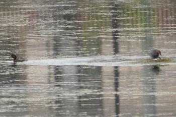 Little Grebe 黒池 Thu, 6/1/2023