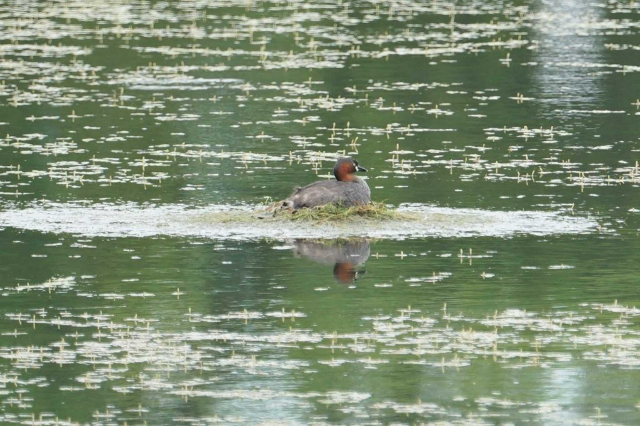 Photo of Little Grebe at 黒池 by マル