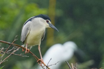 Black-crowned Night Heron 越谷サギコロニー Sat, 5/20/2023