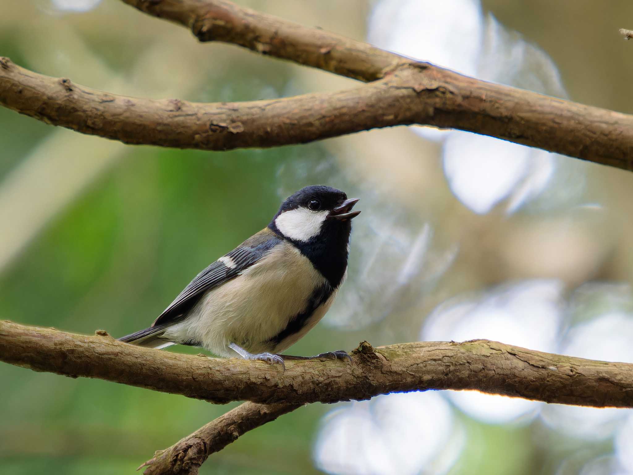 Photo of Japanese Tit at 長崎市民の森 by ここは長崎