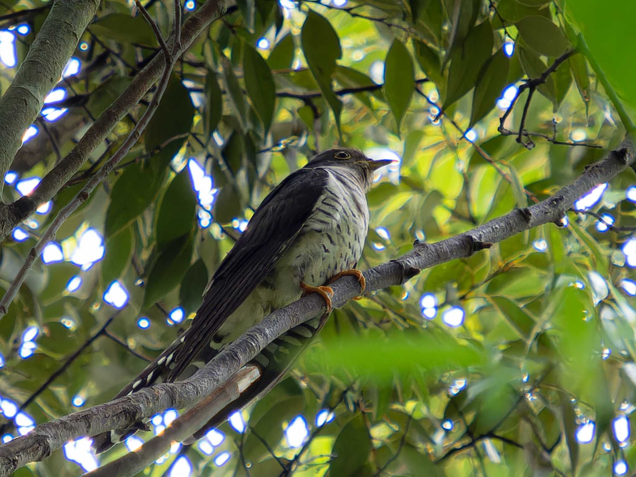 Lesser Cuckoo