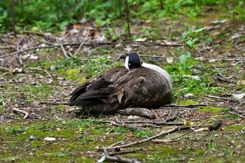 Canada Goose Unknown Spots Fri, 5/26/2023