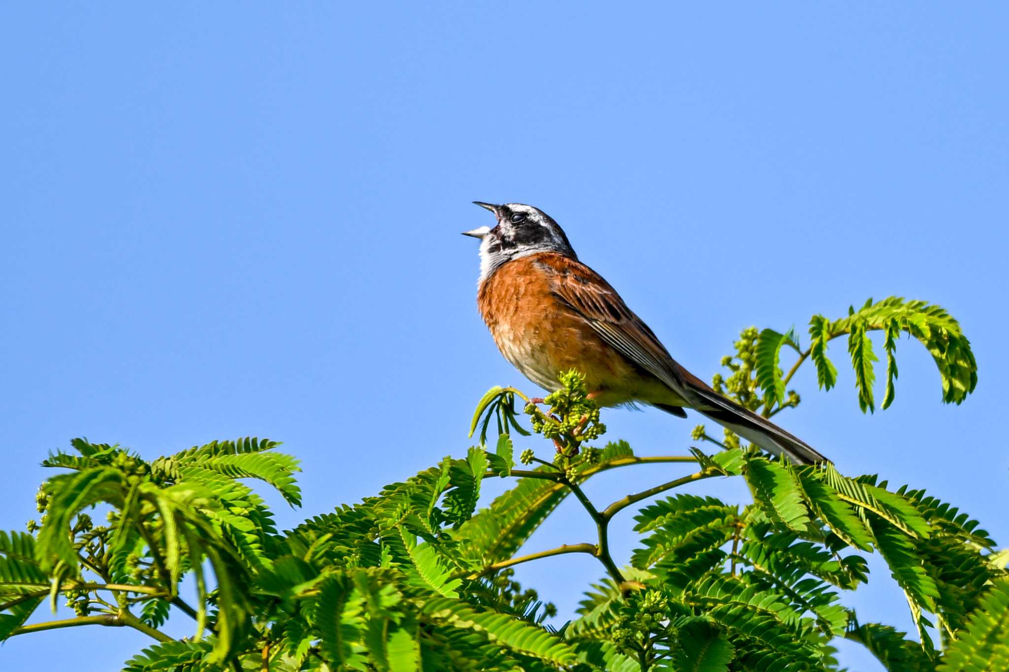 Photo of Meadow Bunting at 多々良沼 by Yokai