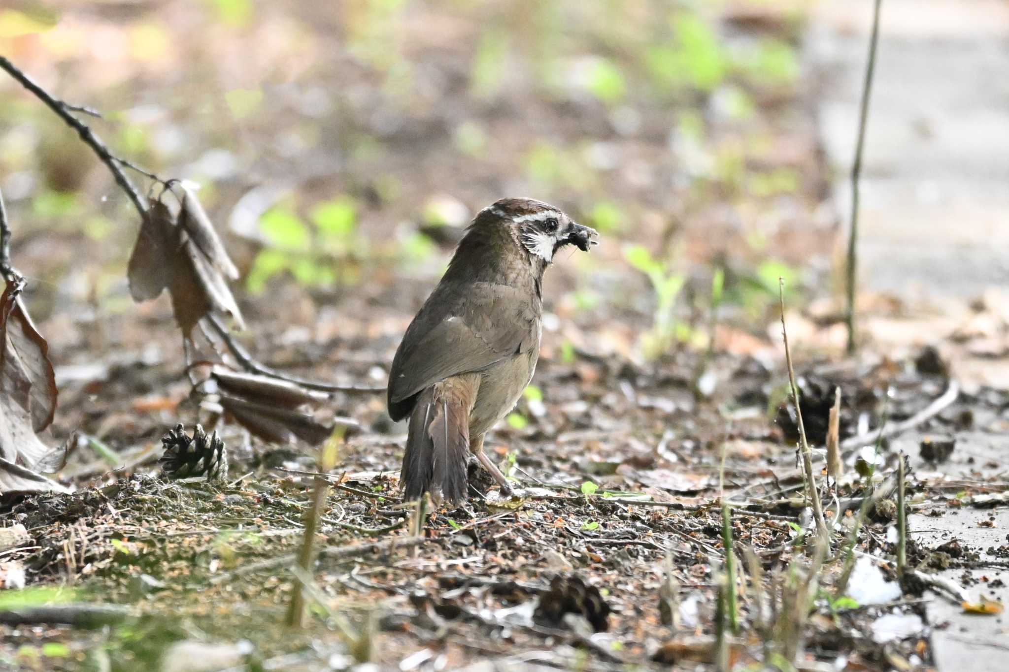 Photo of White-browed Laughingthrush at 多々良沼 by Yokai