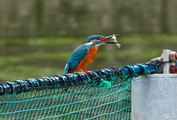 Thu, 6/1/2023 Birding report at 千里南公園