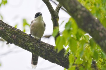 Azure-winged Magpie Mizumoto Park Sat, 5/20/2023