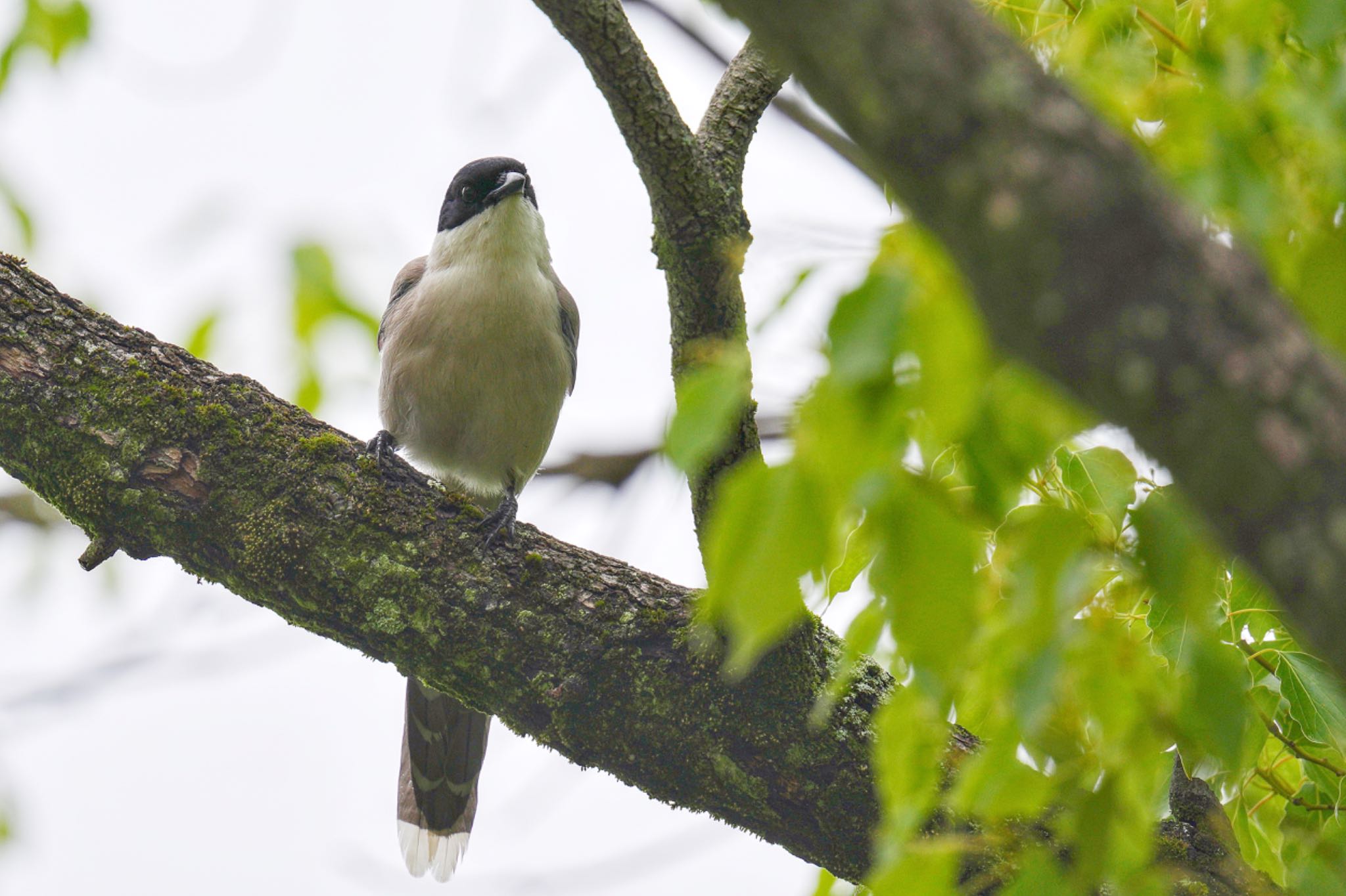 Photo of Azure-winged Magpie at Mizumoto Park by アポちん