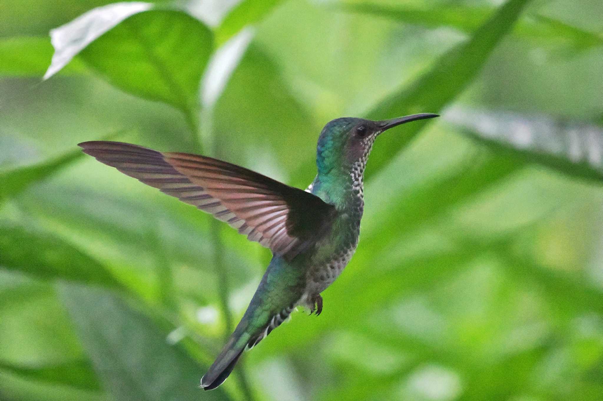 Mindo(Ecuador) ムネムラサキエメラルドハチドリの写真