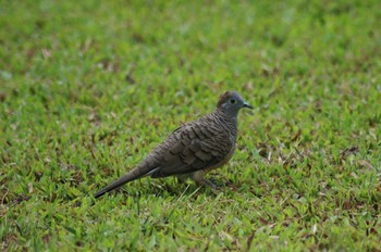 Zebra Dove カンボジア Fri, 5/15/2015