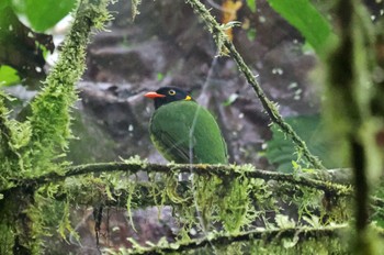 ミヤマキムネミドリカザリドリ Mindo(Ecuador) 撮影日未設定