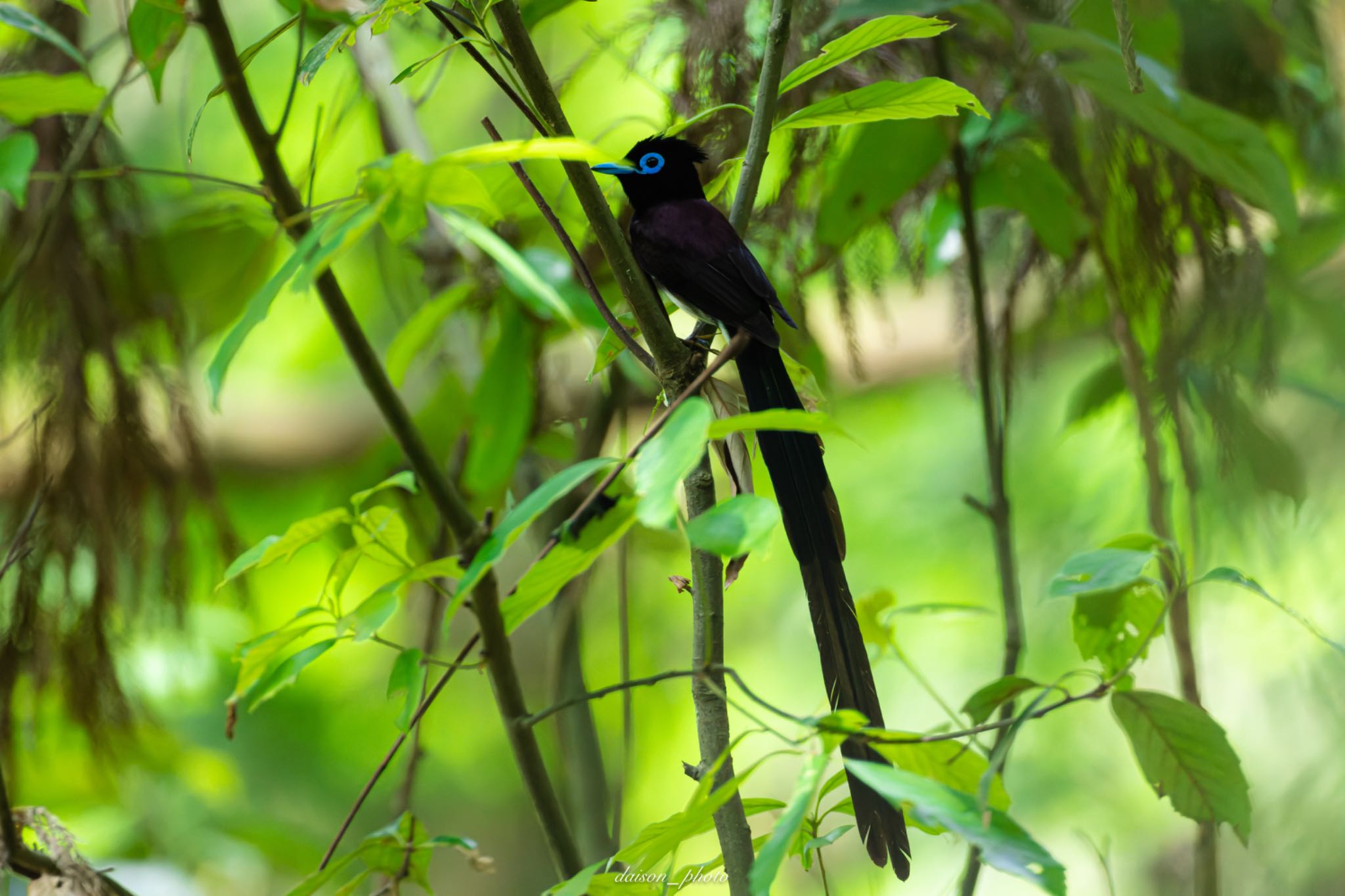 Black Paradise Flycatcher