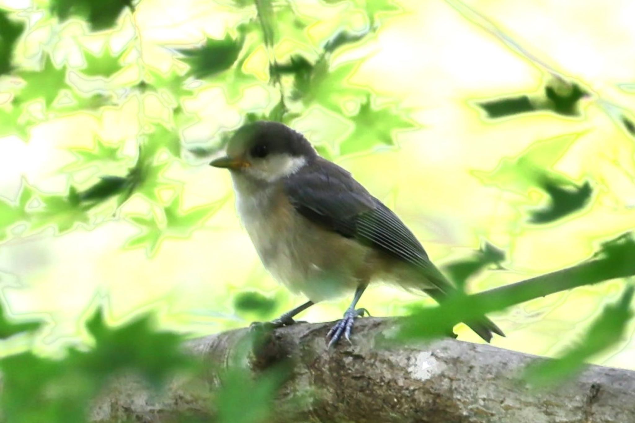 ヤマガラの幼鳥