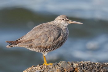 Wandering Tattler 日の出三番瀬沿い緑道 Sat, 5/27/2023