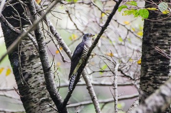 Lesser Cuckoo 厚木つつじの丘公園 Fri, 9/10/2021