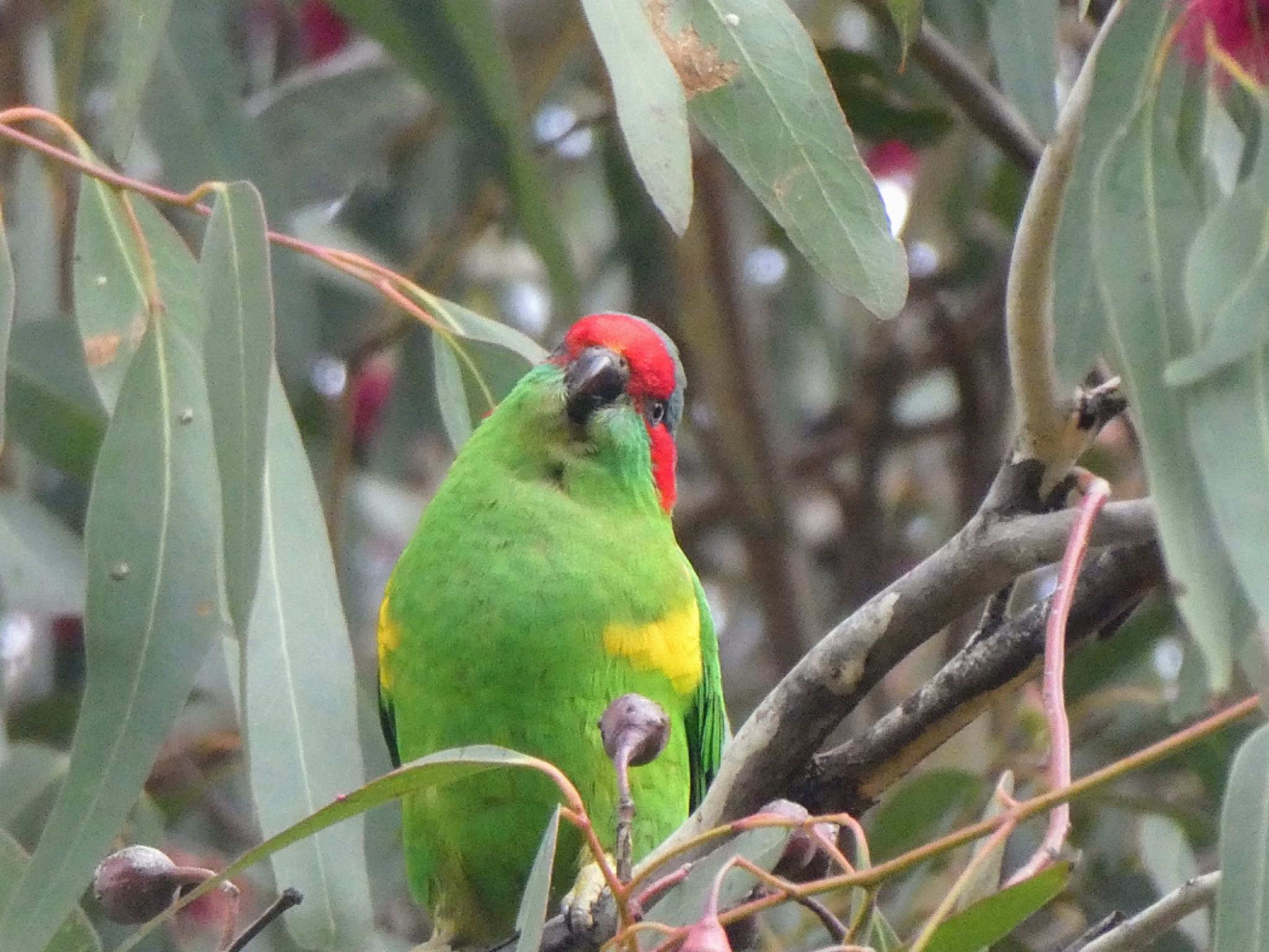 Seppeltsfield  SA, Australia ジャコウインコの写真