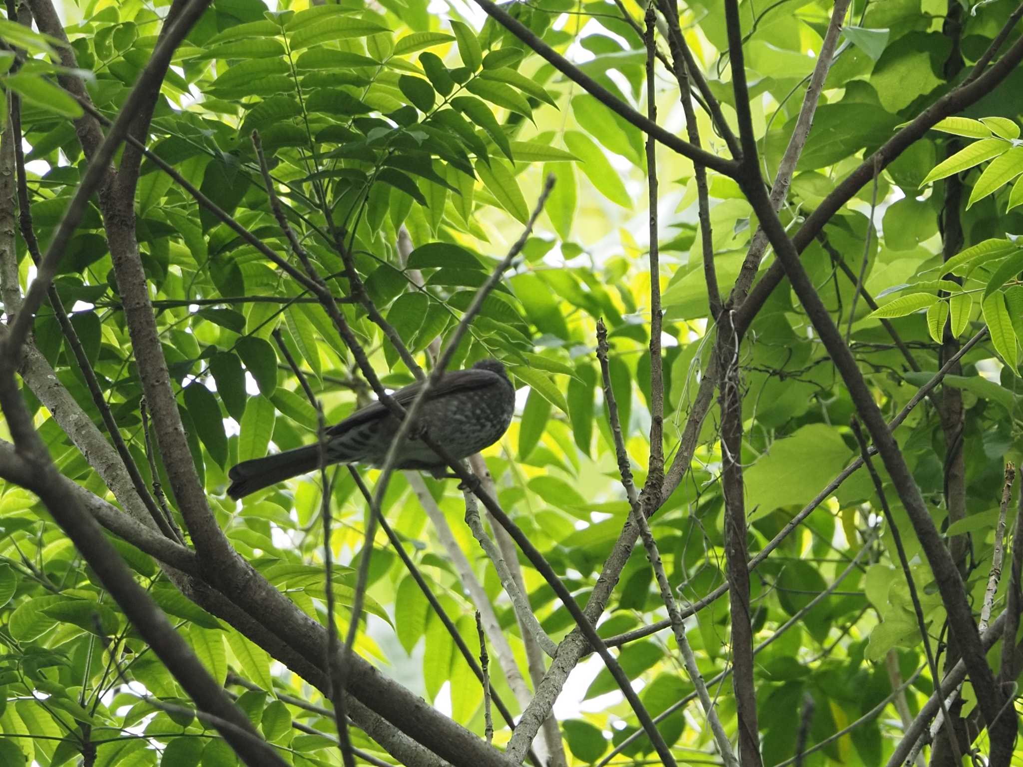 Brown-eared Bulbul