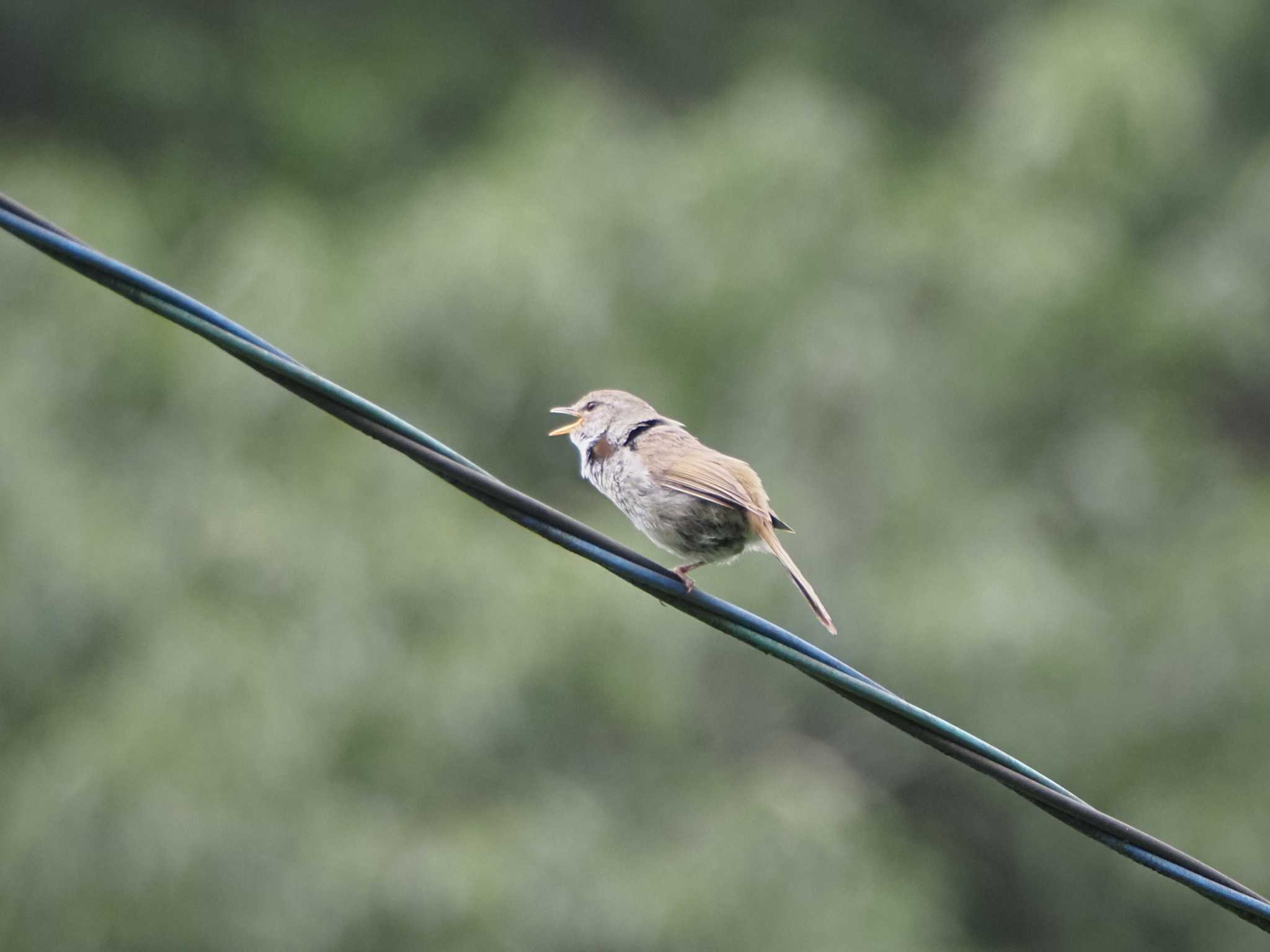 Japanese Bush Warbler